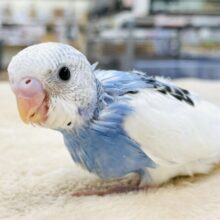 【最新画像】爽やかカラー‎🤍💙セキセイインコ（パイド）ヒナ