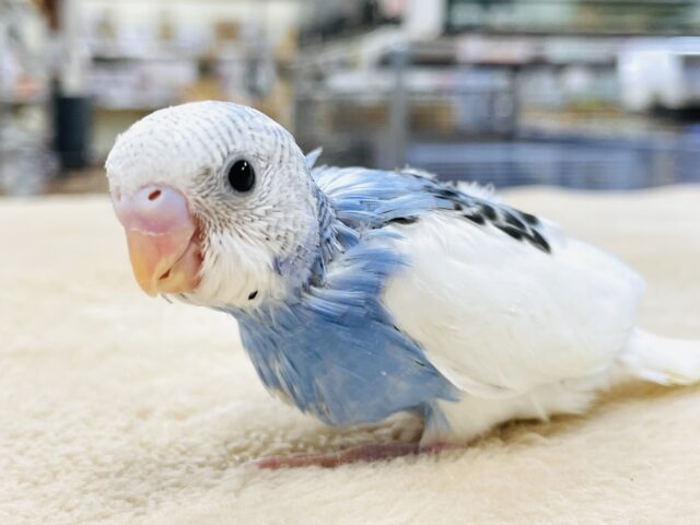 【最新画像】爽やかカラー‎🤍💙セキセイインコ（パイド）ヒナ