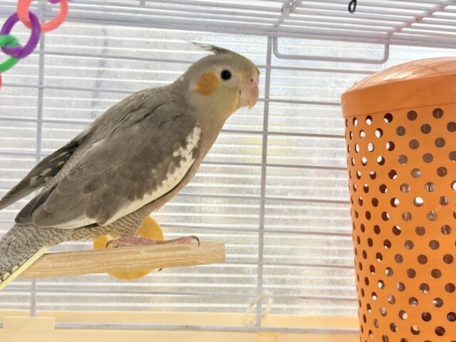 オカメインコ