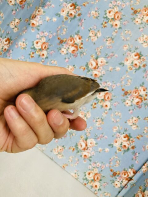 桜文鳥