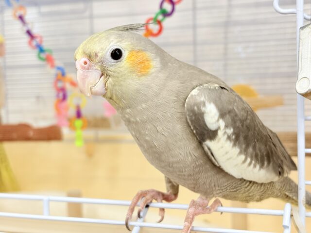 オカメインコ