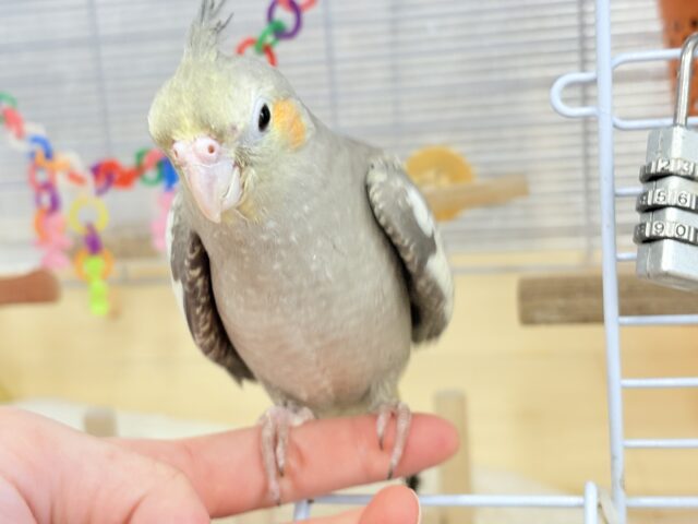 オカメインコ
