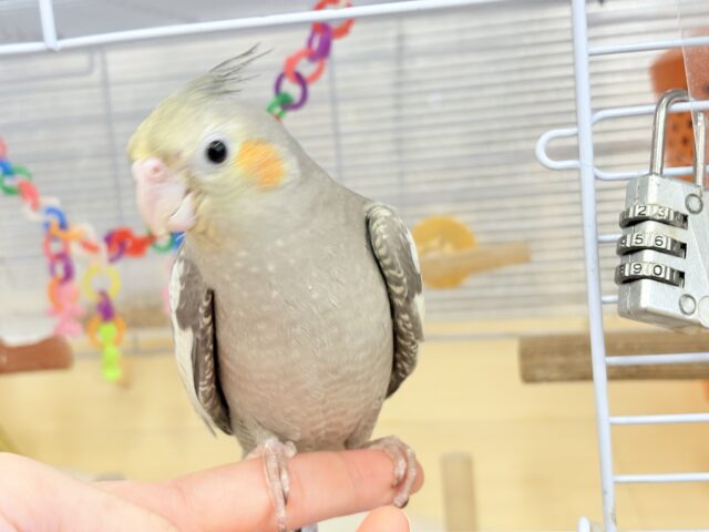 オカメインコ
