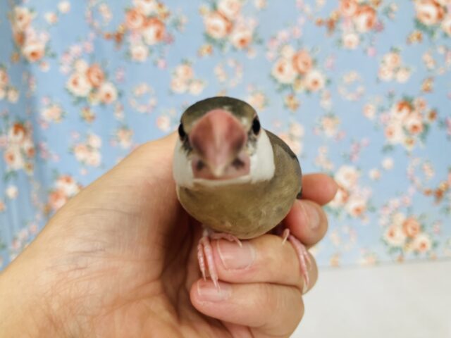 桜文鳥