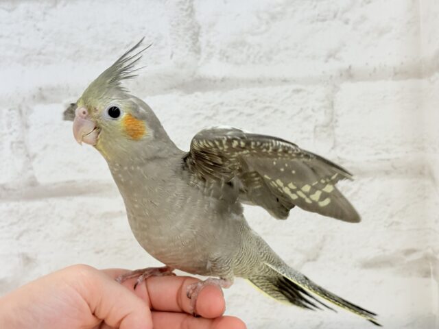 オカメインコ