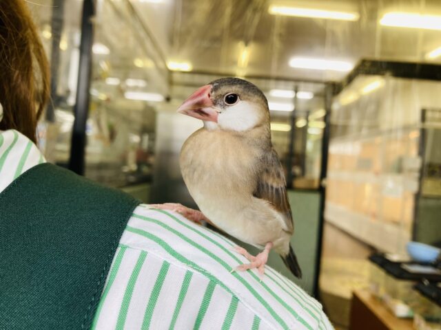 桜文鳥