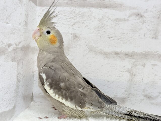 オカメインコ