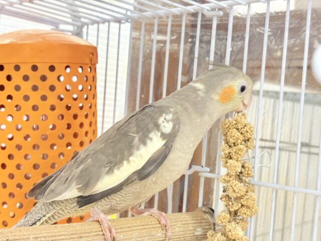 オカメインコ
