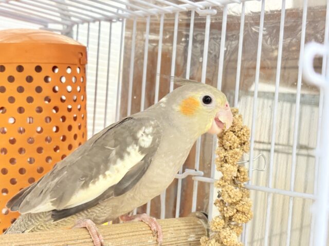 オカメインコ