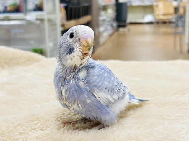 セキセイインコ