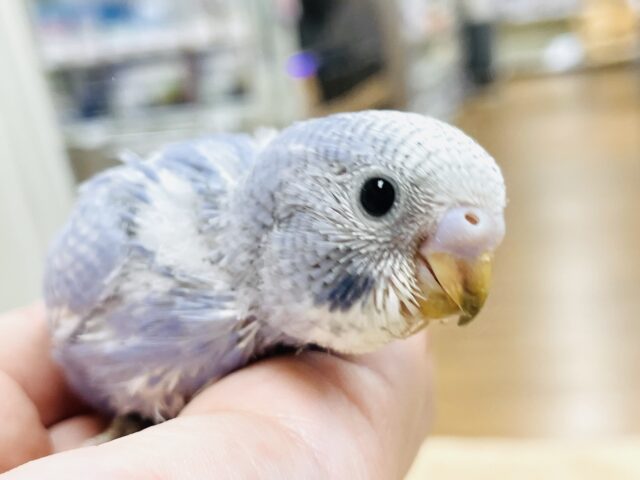 【最新画像】早く飛びたいなぁ💙セキセイインコ（スパングル）ヒナ