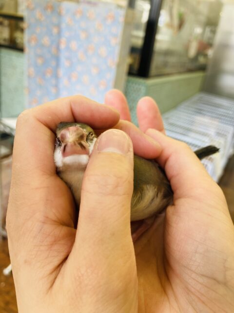 桜文鳥