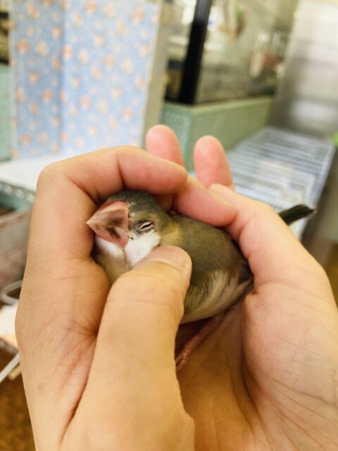 桜文鳥