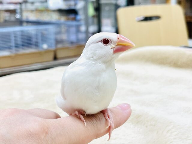 アルビノ文鳥