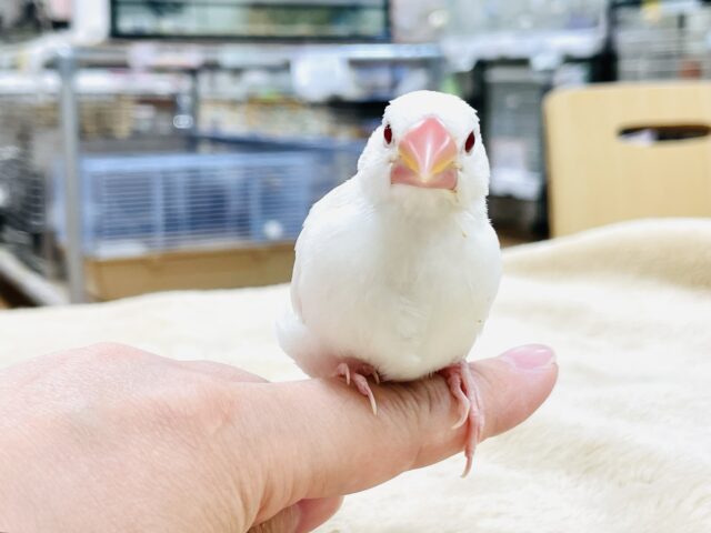 アルビノ文鳥