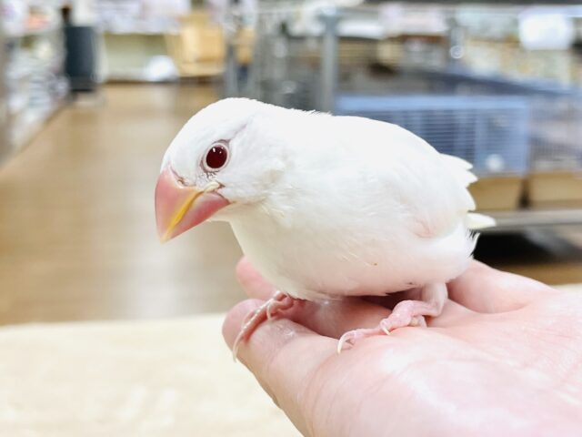 アルビノ文鳥