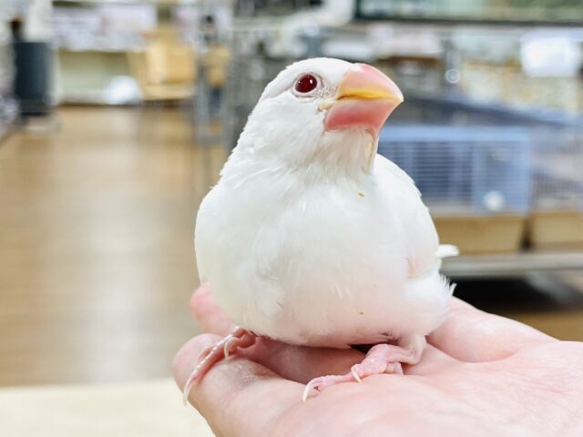 アルビノ文鳥