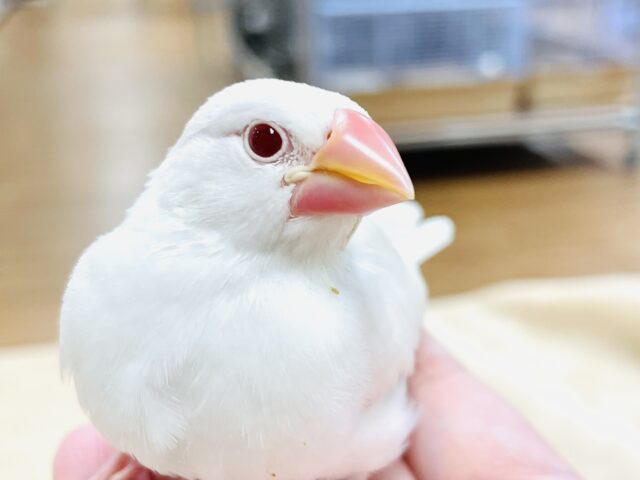 アルビノ文鳥