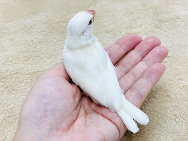 アルビノ文鳥