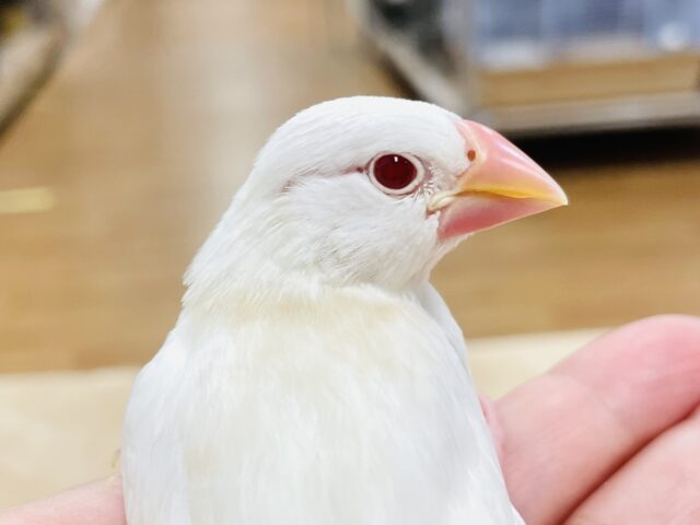 アルビノ文鳥