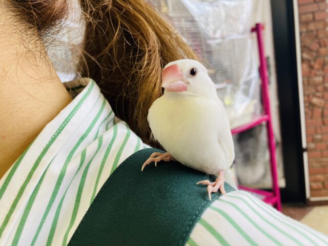 白文鳥