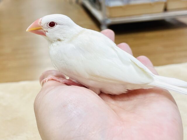 アルビノ文鳥