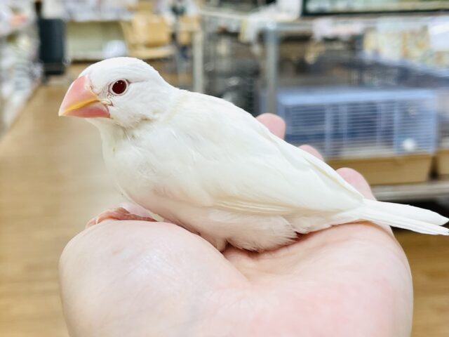 アルビノ文鳥