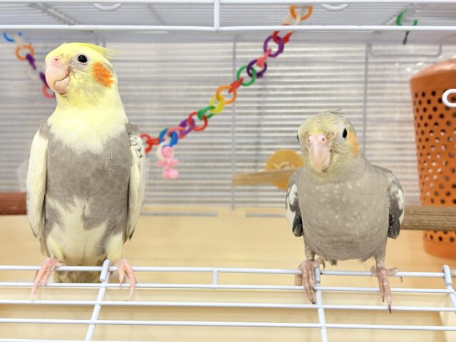 オカメインコ