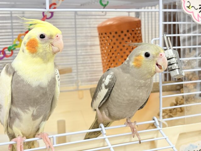 オカメインコ