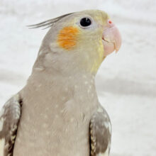 おおきなおめめに見つめられたら…𖤐  ̖́-‬オカメインコ(ノーマル) ヒナ