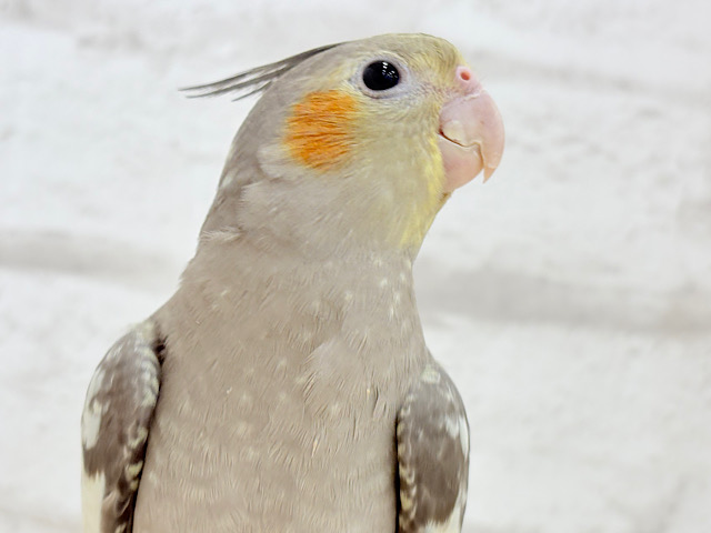 おおきなおめめに見つめられたら…𖤐 ̖́-‬オカメインコ(ノーマル) ヒナ