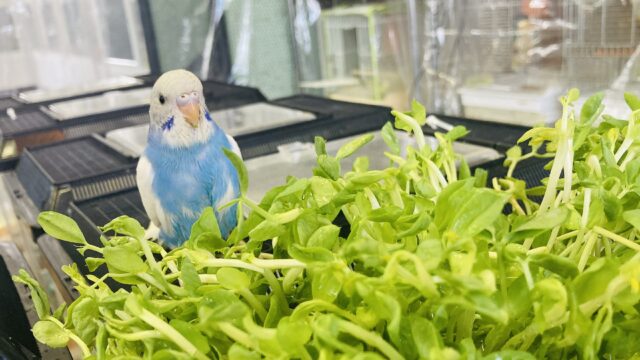 セキセイインコ