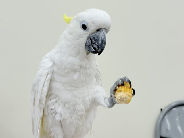 アルーキバタン