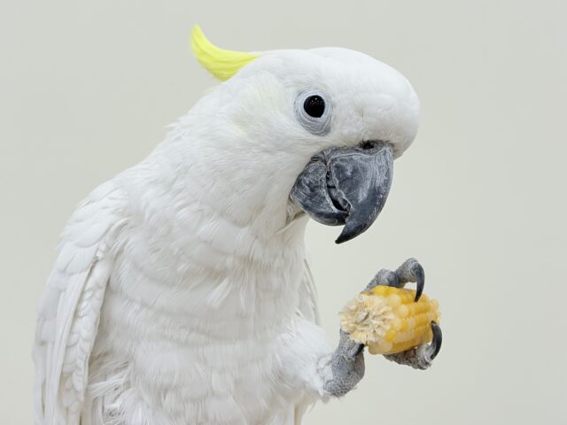 アルーキバタン