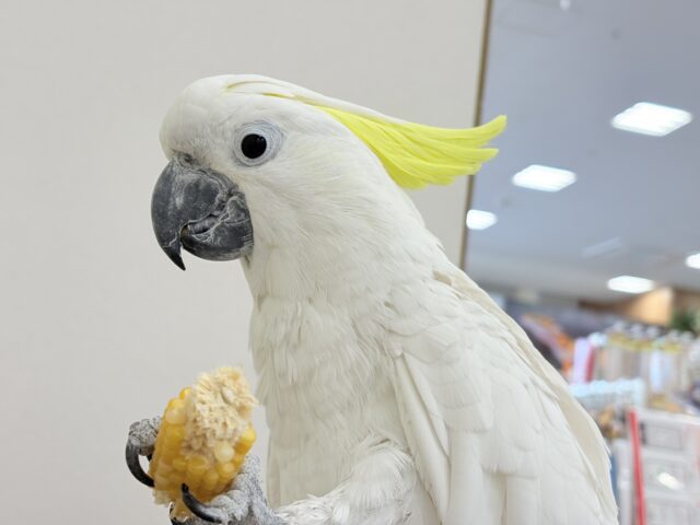 アルーキバタン