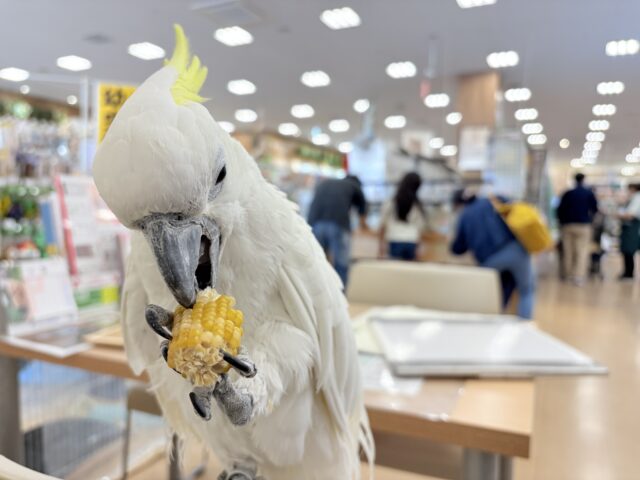 アルーキバタン