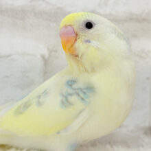 どこに遊びに行こうかなっ♬*°セキセイインコ(パステルカラーレインボースパングルパイド) ヒナ