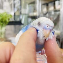 飛び乗って甘えるよ❤︎*ˊᵕˋ手乗りセキセイインコさん(バイオレットオパーリンパイド)🪽🫧