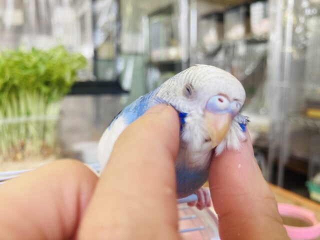 飛び乗って甘えるよ❤︎*ˊᵕˋ手乗りセキセイインコさん(バイオレットオパーリンパイド)🪽🫧