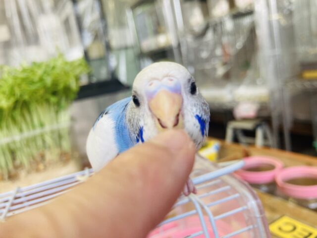 セキセイインコ