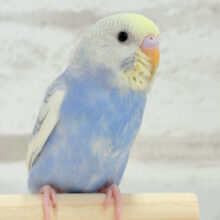 好奇心の赴くままに~♩♩セキセイインコ(パステルレインボースパングルパイド) ヒナ