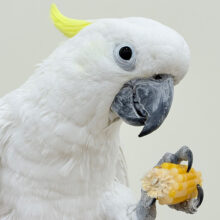 ハッピーオーラ🫧ノリノリキーちゃん🕊💛アルーキバタン(男の子)