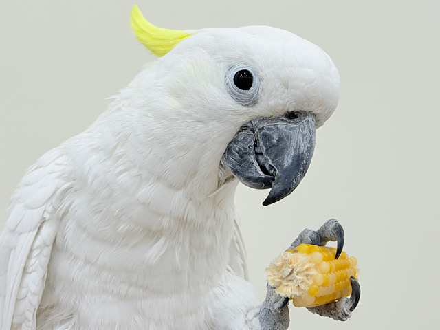 ハッピーオーラ🫧ノリノリキーちゃん🕊💛アルーキバタン(男の子)