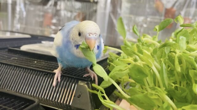 セキセイインコ