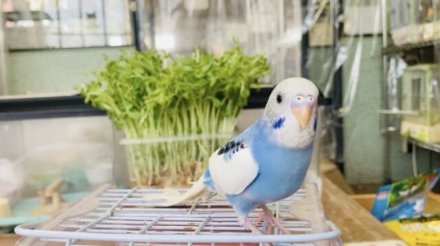 セキセイインコ