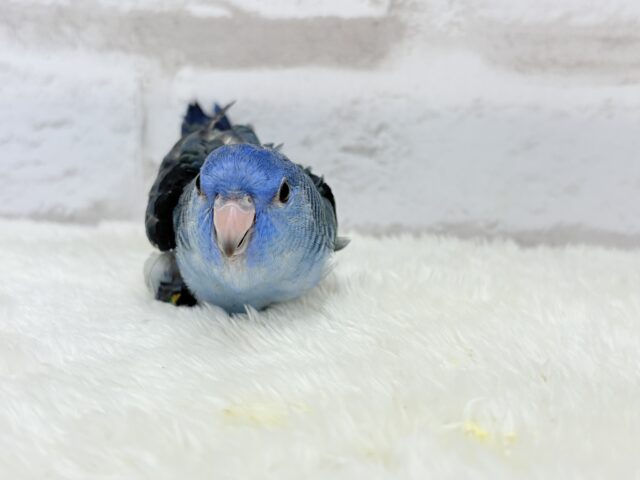 サザナミインコ