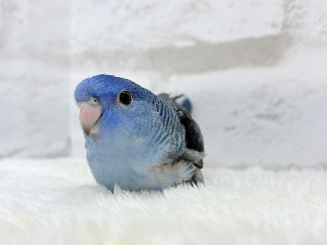 サザナミインコ