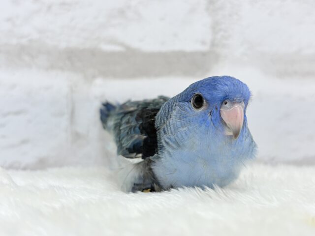 サザナミインコ