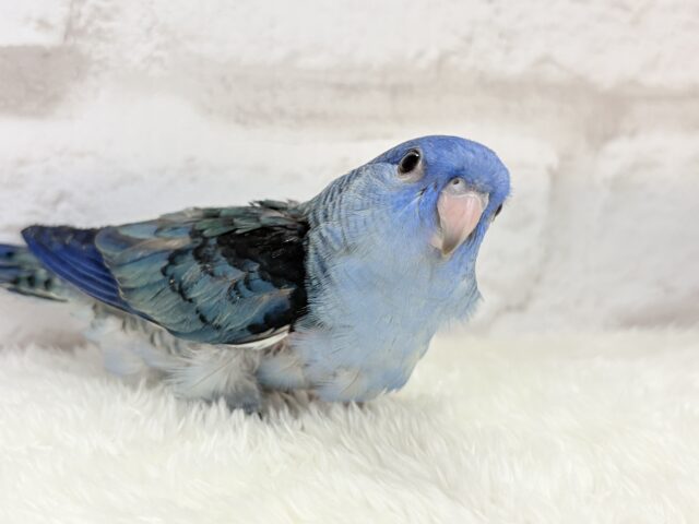 サザナミインコ
