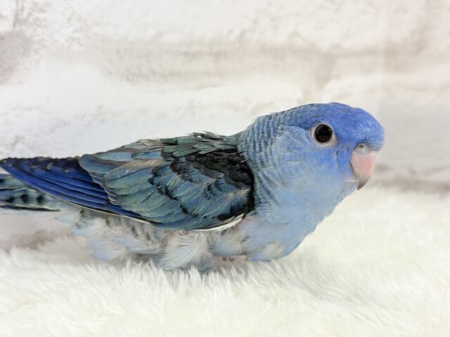 サザナミインコ